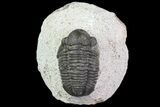 Gerastos Trilobite Fossil - Morocco #69102-1